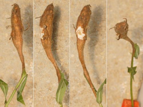 Aulacidea hieracii